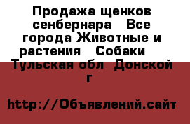 Продажа щенков сенбернара - Все города Животные и растения » Собаки   . Тульская обл.,Донской г.